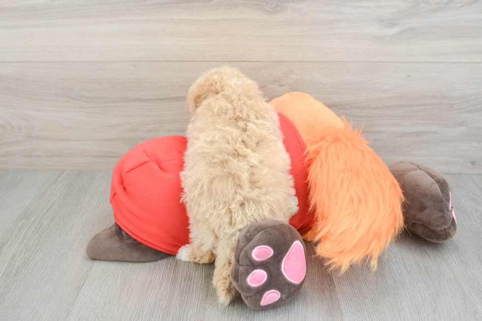 Petite Maltipoo Poodle Mix Pup