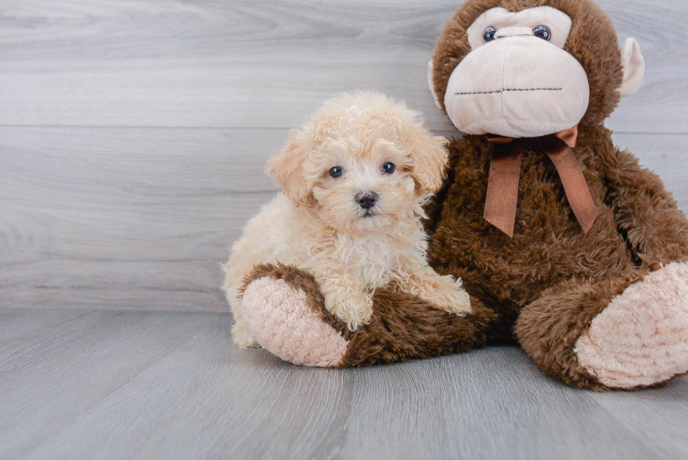 Maltipoo Puppy for Adoption