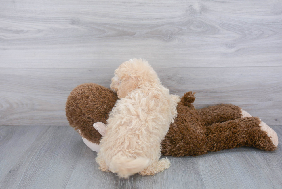 Maltipoo Puppy for Adoption