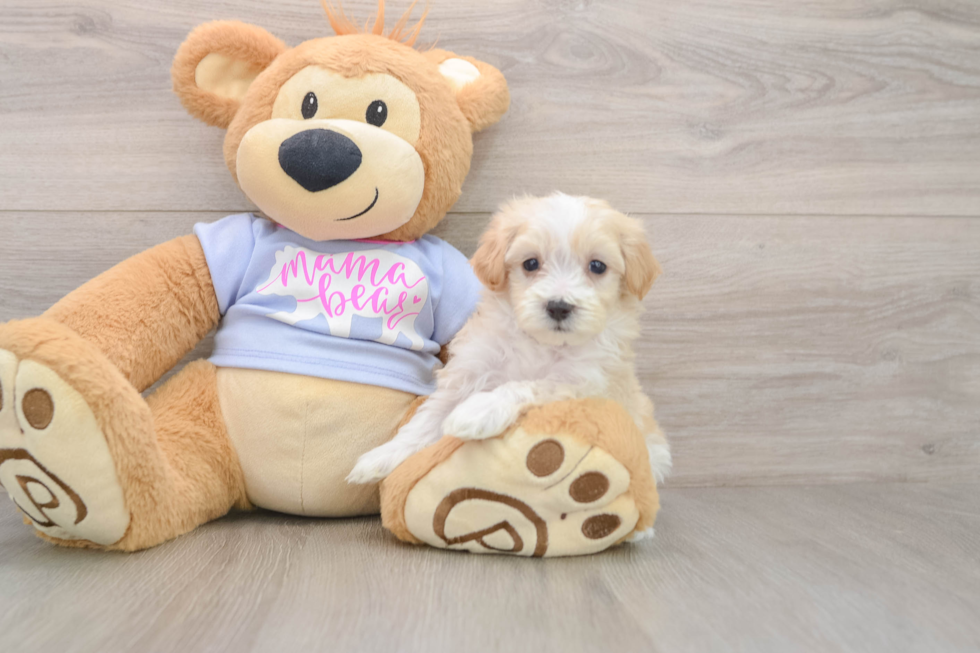 Best Maltipoo Baby