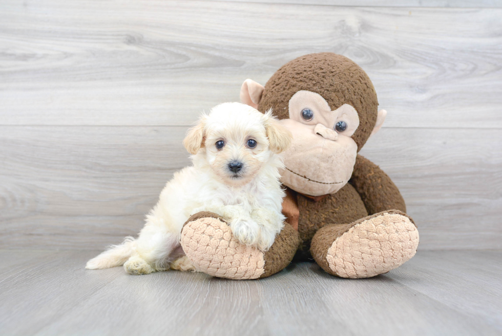 Maltipoo Pup Being Cute