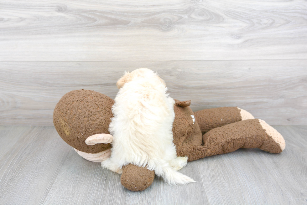 Funny Maltipoo Poodle Mix Pup