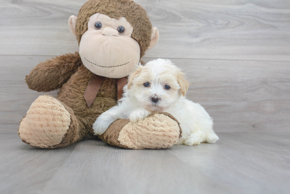 Best Maltipoo Baby