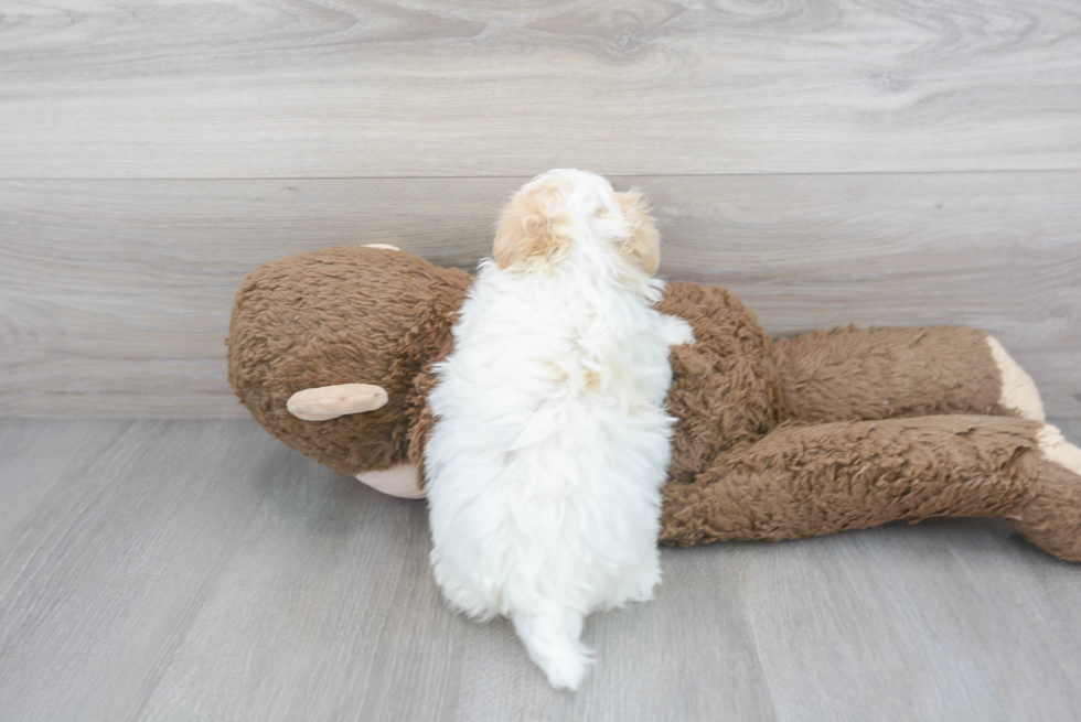 Adorable Maltese Poodle Poodle Mix Puppy