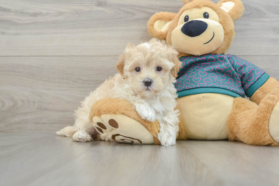 Best Maltipoo Baby