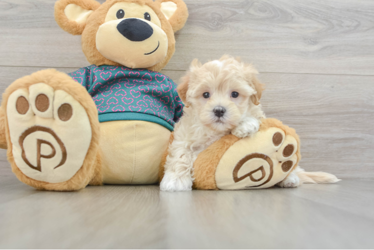 Happy Maltipoo Baby