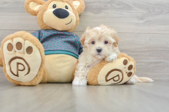 Happy Maltipoo Baby