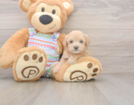 7 week old Maltipoo Puppy For Sale - Premier Pups