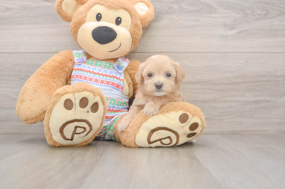 7 week old Maltipoo Puppy For Sale - Premier Pups