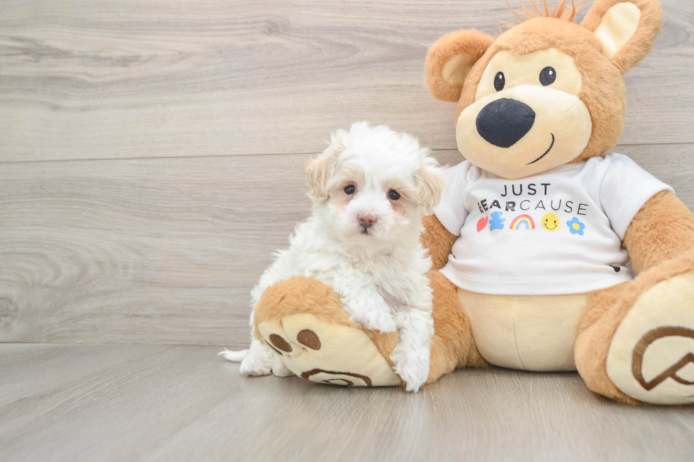 Maltipoo Pup Being Cute