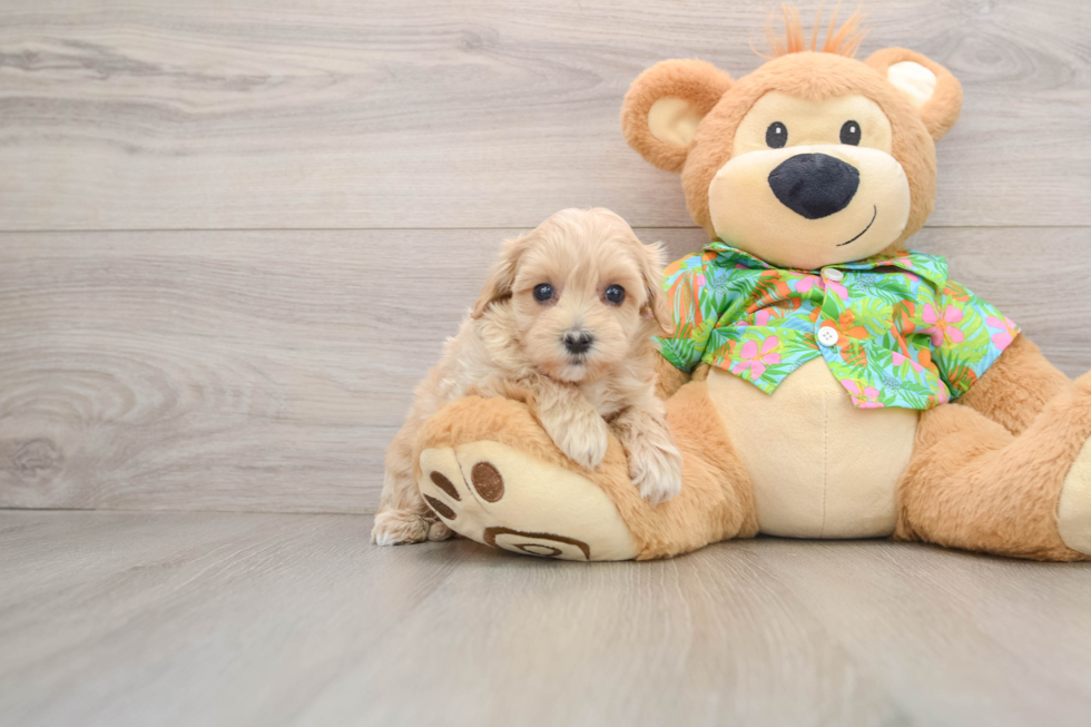 Smart Maltipoo Poodle Mix Pup