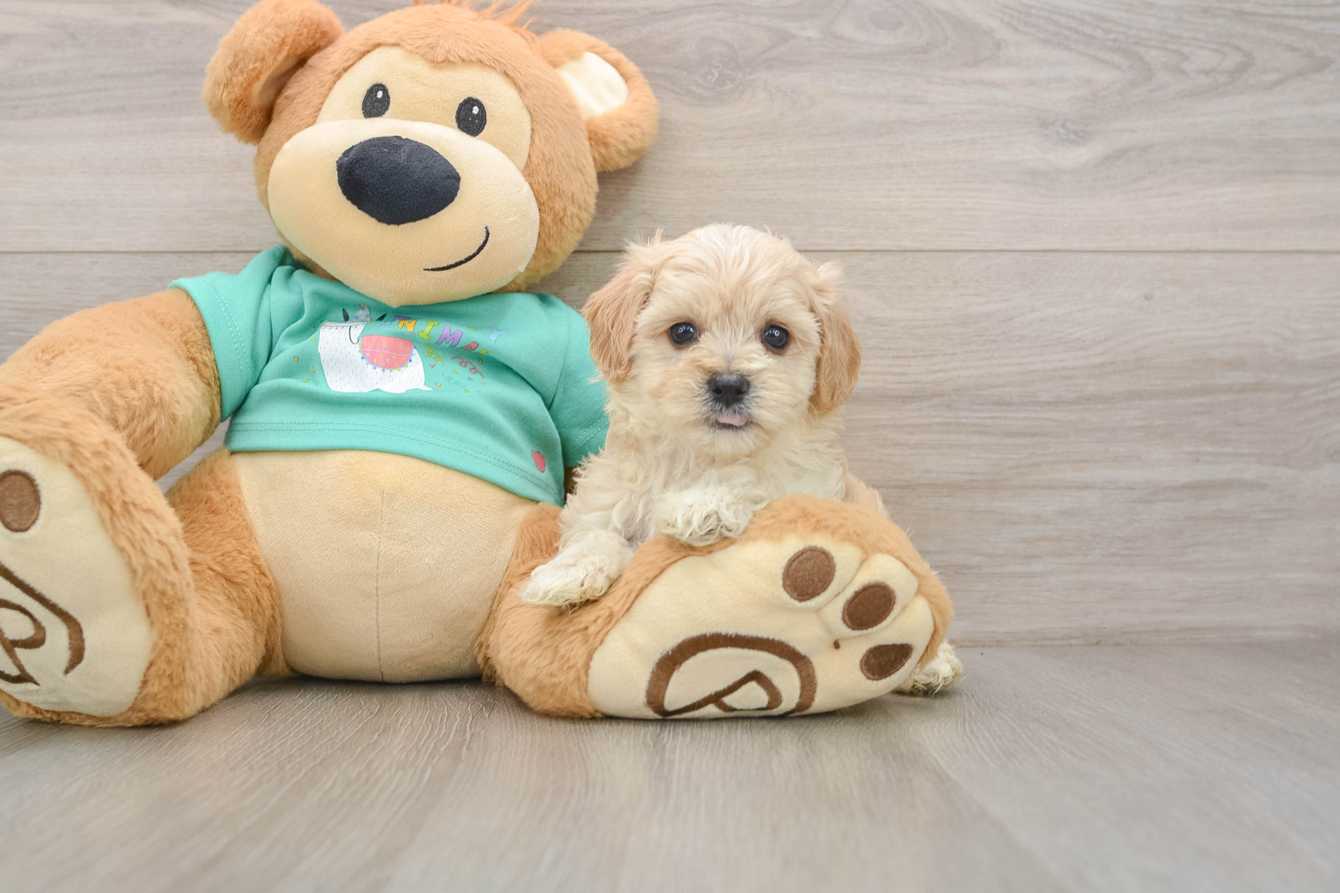 Funny Maltipoo Poodle Mix Pup