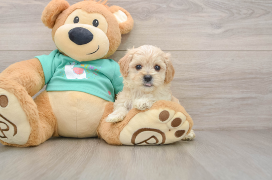 POOKA, a Maltipoo littermate