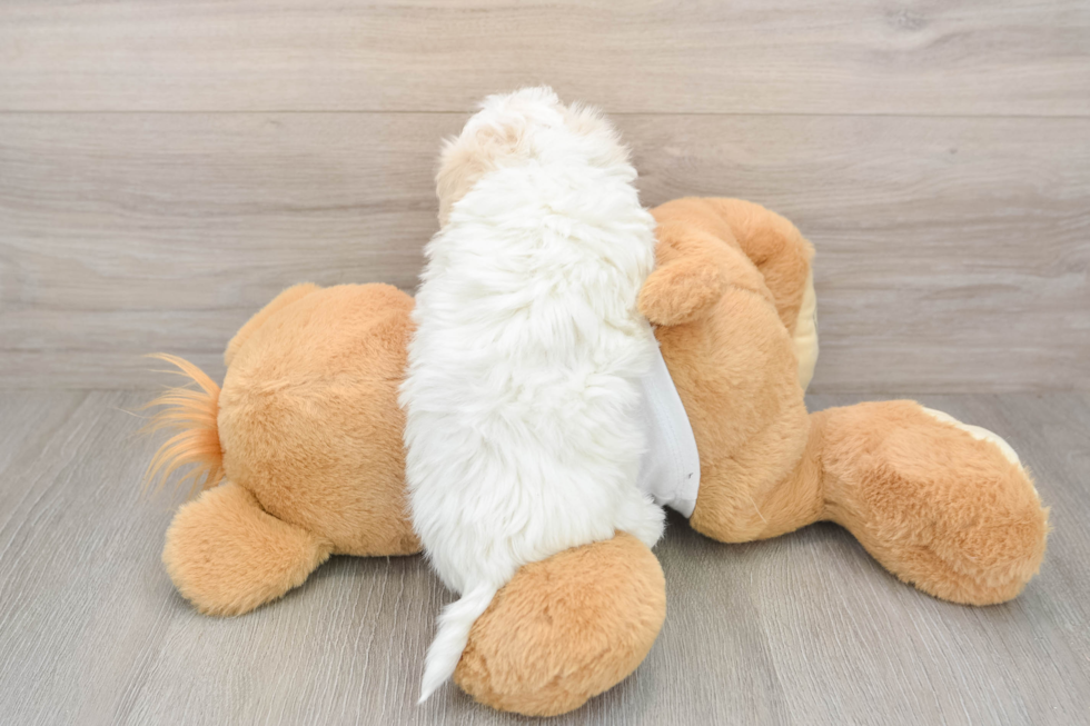 Maltipoo Puppy for Adoption