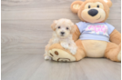 Best Maltipoo Baby
