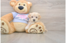 Petite Maltipoo Poodle Mix Pup