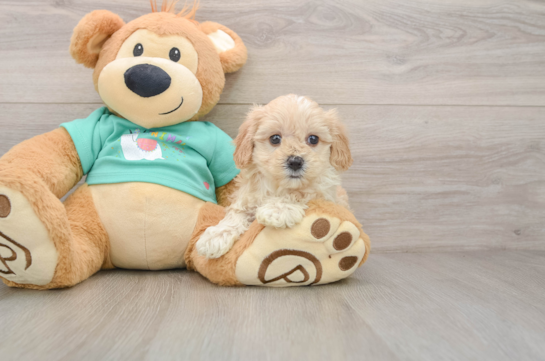 PRECIOUS, a Maltipoo littermate