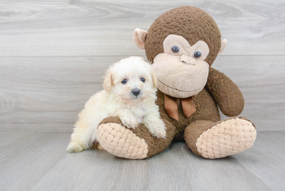 Smart Maltipoo Poodle Mix Pup