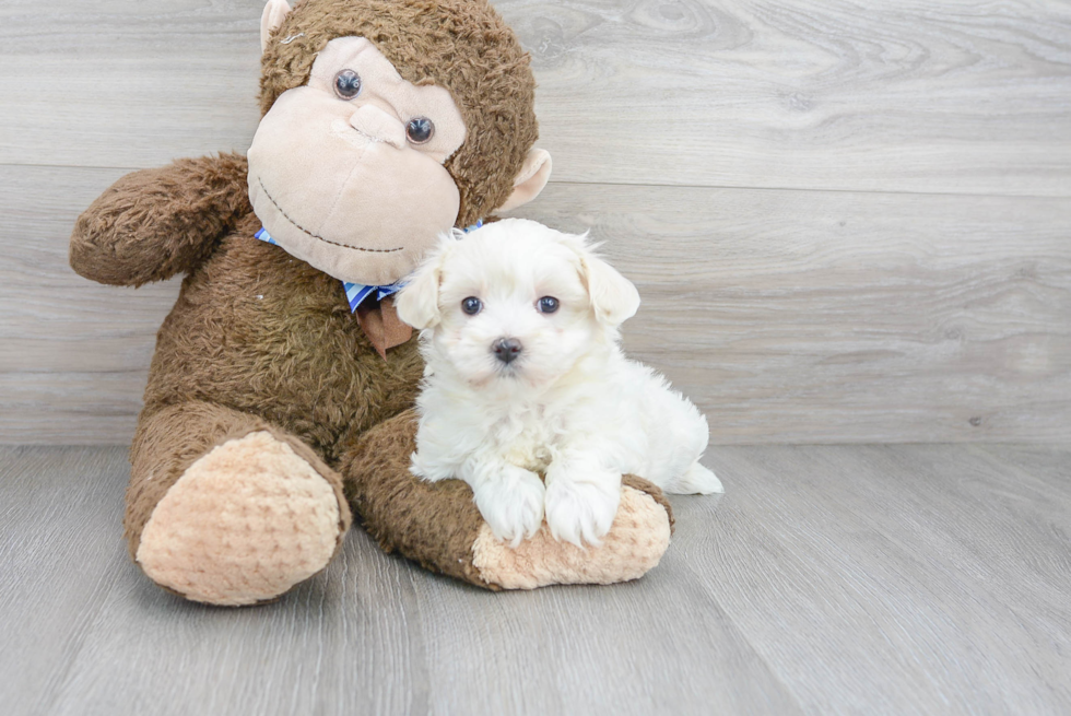 Maltipoo Pup Being Cute