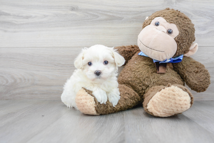 Best Maltipoo Baby