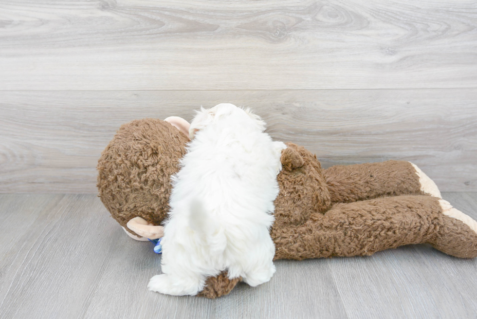 Popular Maltipoo Poodle Mix Pup