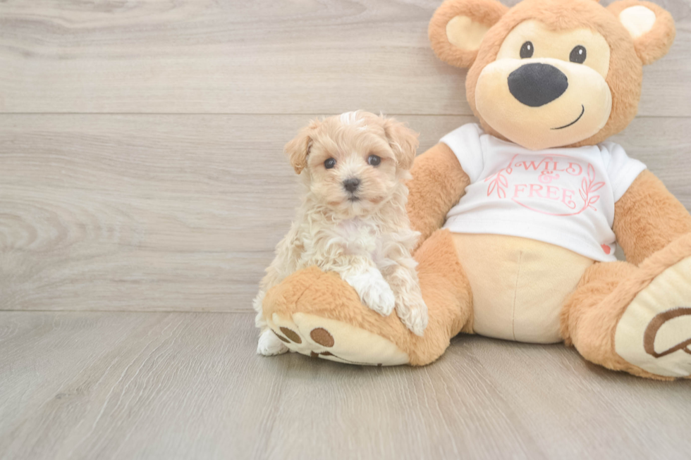 Sweet Maltipoo Baby