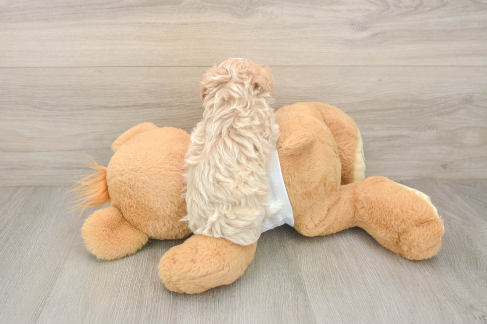 Maltipoo Puppy for Adoption