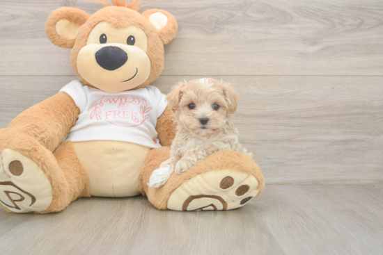 Maltipoo Puppy for Adoption