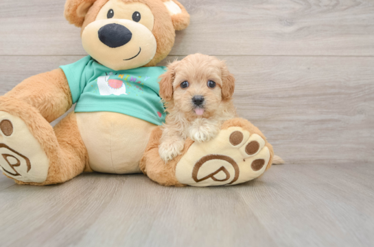 PRIMROSE, a Maltipoo littermate