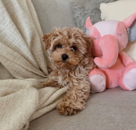 Maltipoo Puppies For Sale - Premier Pups