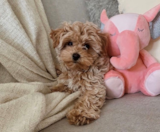 Maltipoo Puppies For Sale Premier Pups