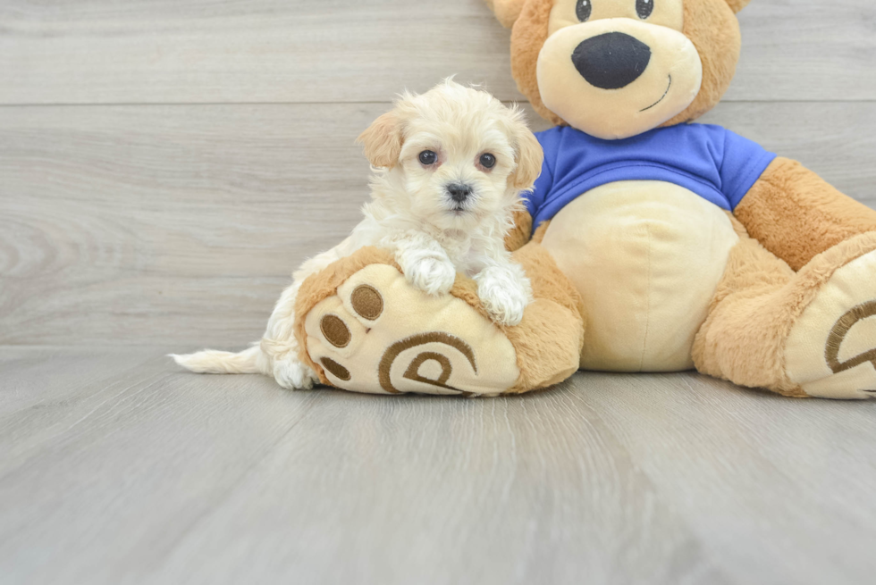 Energetic Maltepoo Poodle Mix Puppy