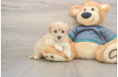Cute Maltipoo Baby