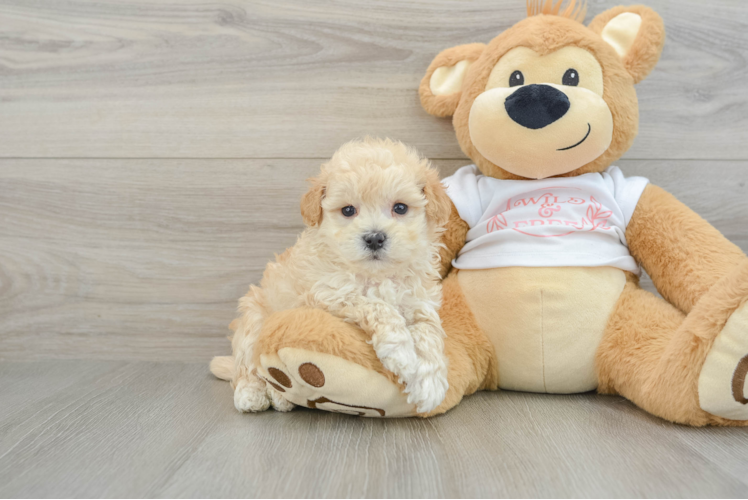 Popular Maltipoo Poodle Mix Pup