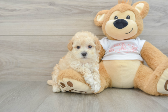 Popular Maltipoo Poodle Mix Pup