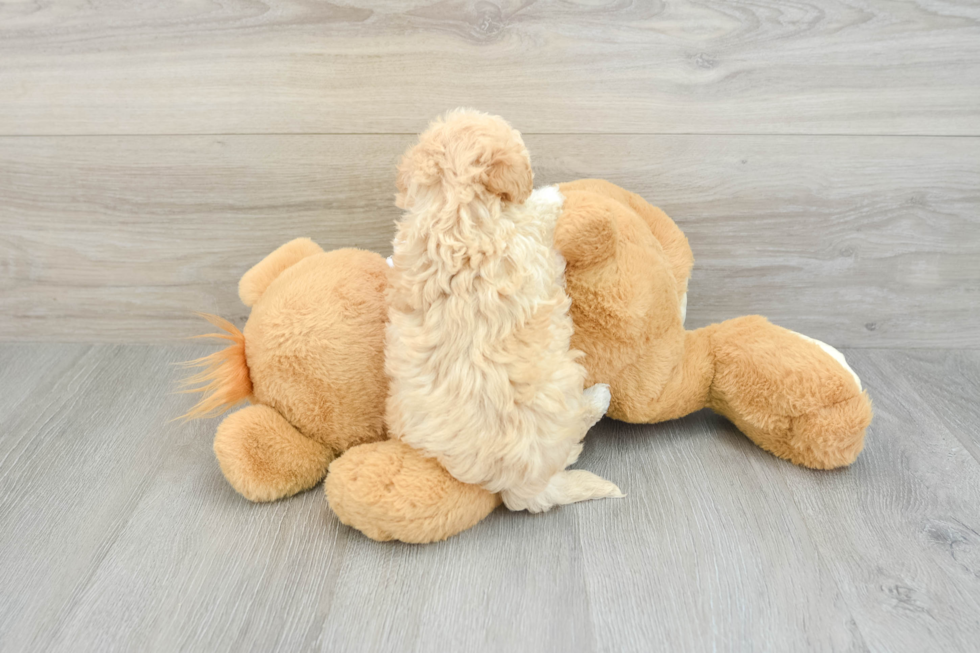 Funny Maltipoo Poodle Mix Pup