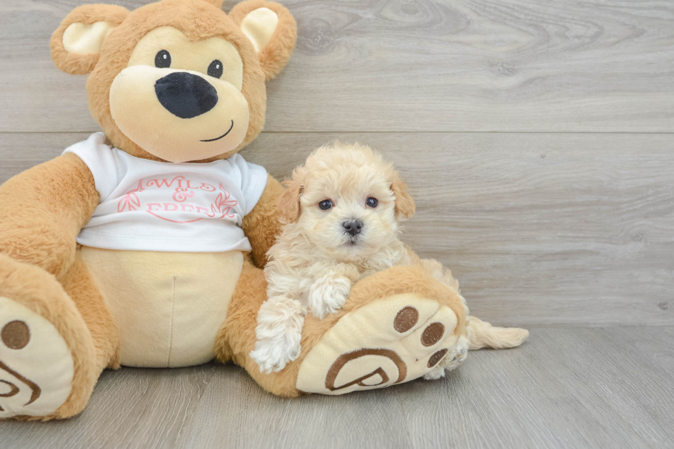 Maltipoo Pup Being Cute