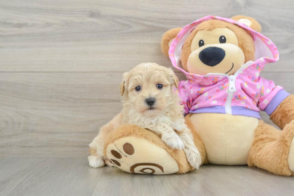 Funny Maltipoo Poodle Mix Pup