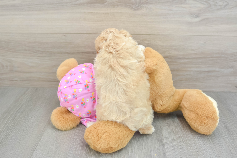 Funny Maltipoo Poodle Mix Pup