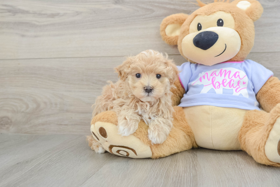 Cute Maltipoo Baby