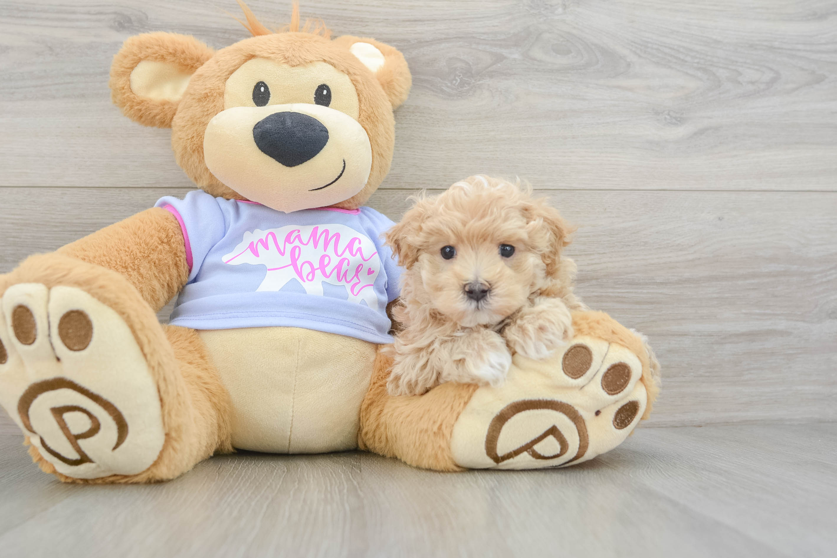 Cute Maltipoo Baby