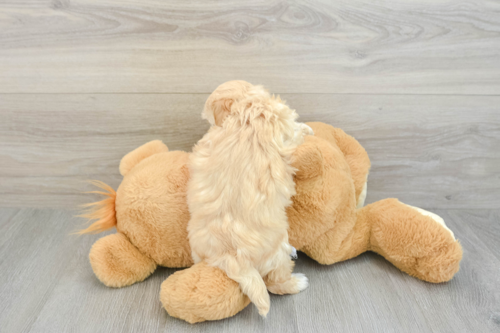 Fluffy Maltipoo Poodle Mix Pup