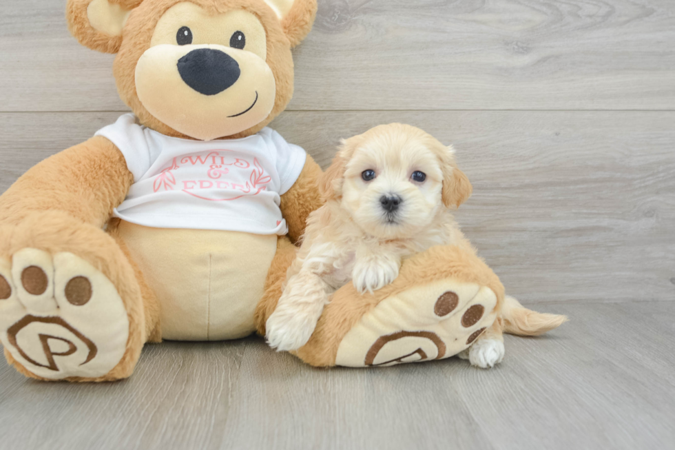 Little Malt a Poo Poodle Mix Puppy