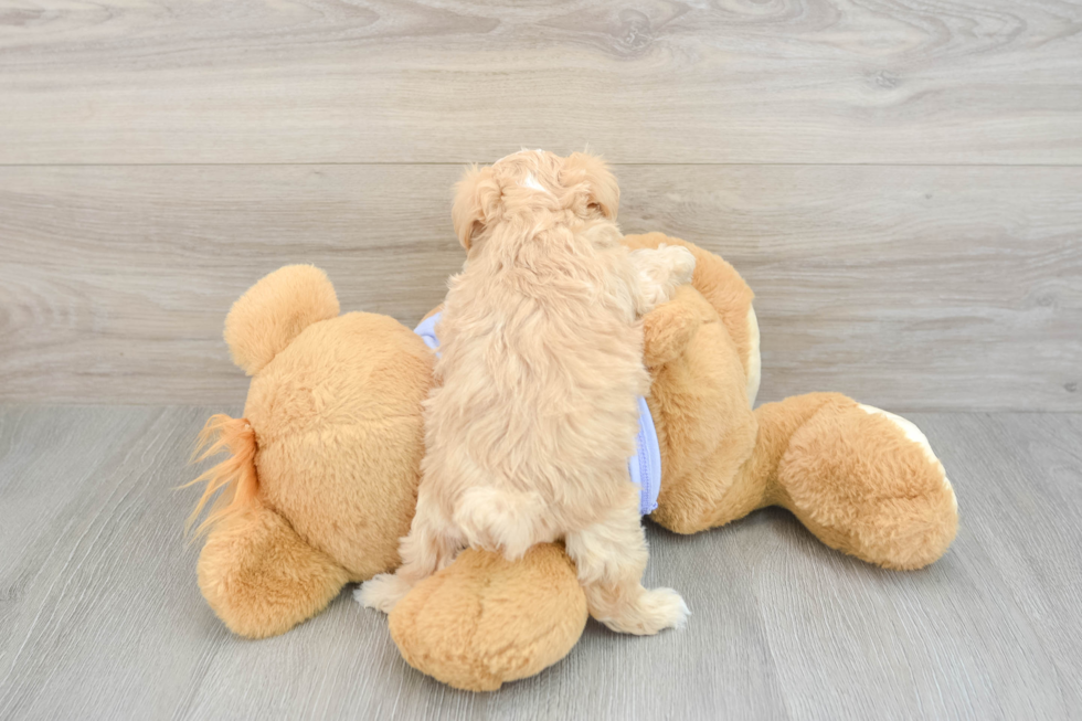 Maltipoo Puppy for Adoption