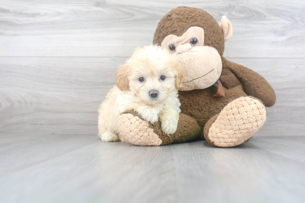 Adorable Maltese Poodle Poodle Mix Puppy