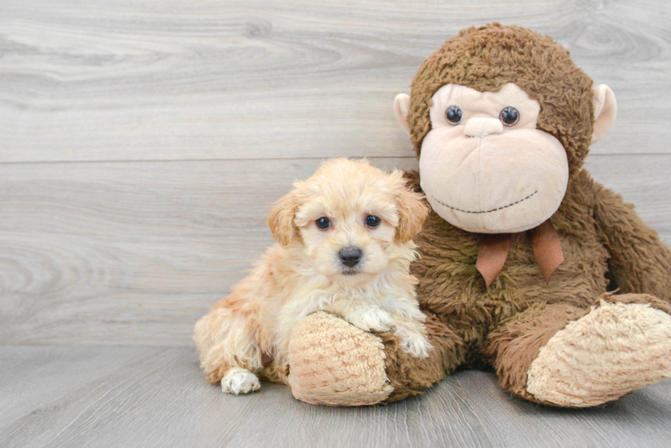 Smart Maltipoo Poodle Mix Pup
