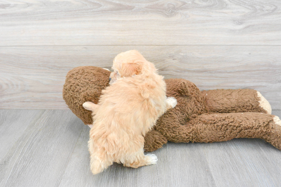 Maltipoo Puppy for Adoption