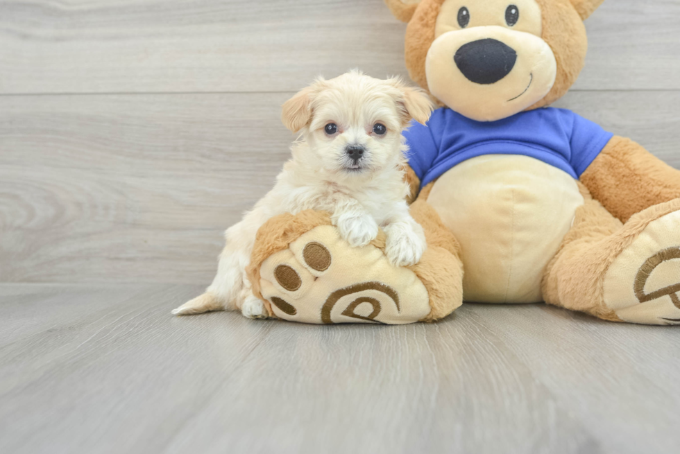 Cute Maltipoo Baby
