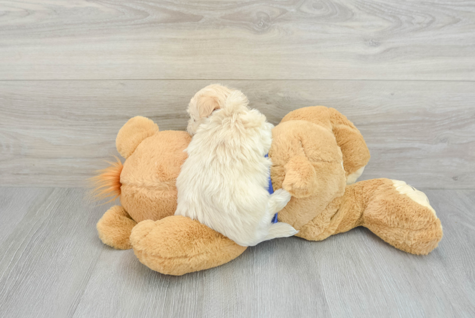 Little Maltese Poodle Poodle Mix Puppy