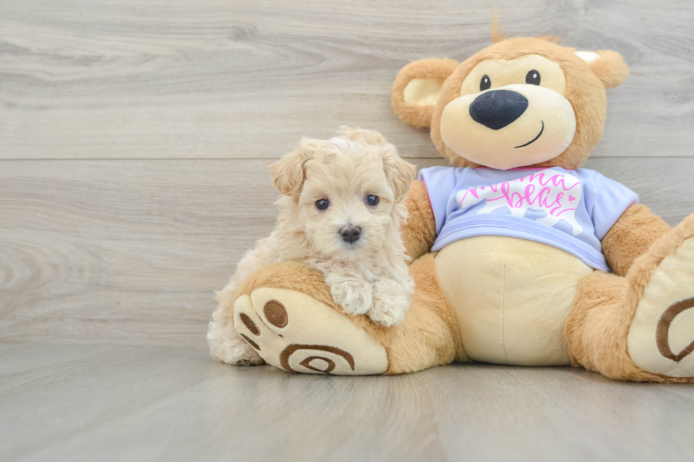 Happy Maltipoo Baby